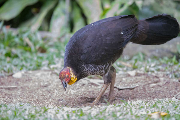 Buschhuhn (Alectura lathami) - Australian brushturkey - 1