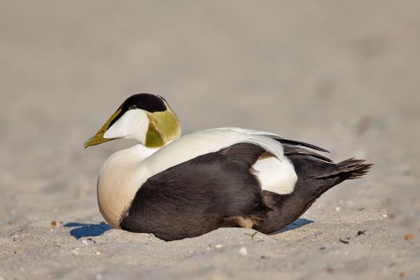 Eiderente, Somateria mollissima, Common Eider - 6
