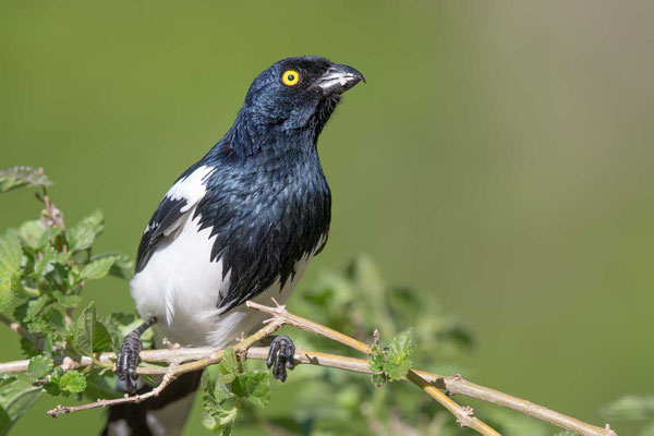 Elstertangare (Cissopis leveriana) - Magpie Tanager - 1