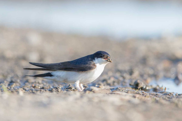 Mehlschwalbe  Delichon urbicum, Northern House-Martin - 9