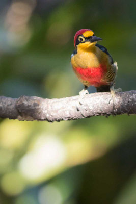 Goldmaskenspecht (Melanerpes flavifrons) - 4