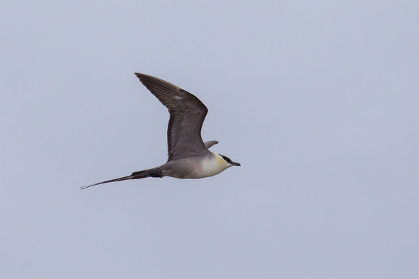 Falkenraubmöwe (Stercorarius longicaudus) - 1