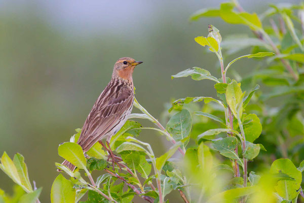 Rotkehlpieper (Anthus cervinus) - Red-throated Pipit - 3