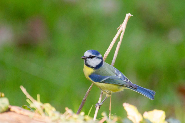 Blaumeise (Cyanistes caeruleus) - 1