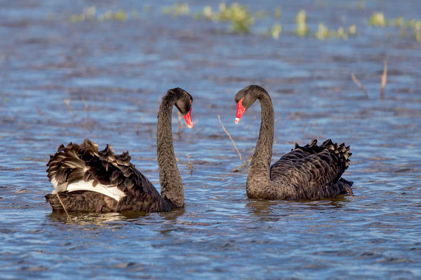 Trauerschwan (Cygnus atratus) - Black swan - 2