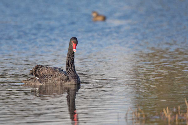 Trauerschwan (Cygnus atratus) - Black swan - 6