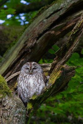 Waldkauz (Strix aluco) - 5