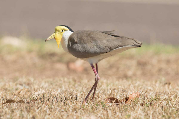 Maskenkiebitz (Vanellus miles) - Masked lapwing - 1