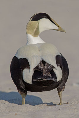 Eiderente, Somateria mollissima, Common Eider - 9