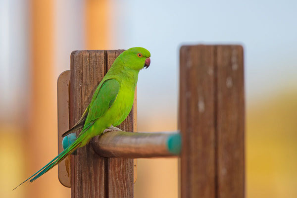 Halsbandsittich (Psittacula krameri) auf der kanarischen Insel Fuerteventura.