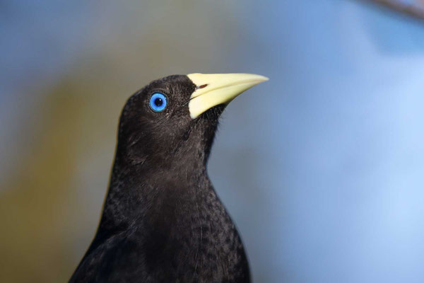 Rotbürzelkassike (Cacicus haemorrhous) - Red-rumped Cacique - 10