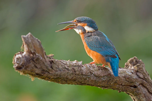 Eisvogel (Alcedo atthis) - 3