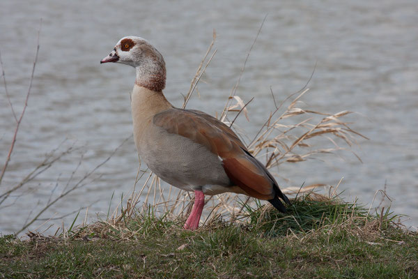 Nilgans - 1