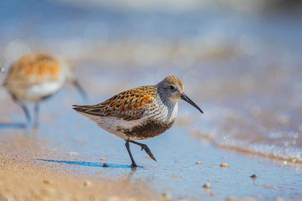 Alpenstrandläufer (Calidris alpina) im Prachtkleid am Strand von Lake Winnipeg in Manitoba/Kanada.