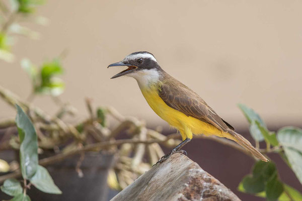 Schwefelmaskentyrann (Pitangus sulphuratus); Great Kiskadee - 2