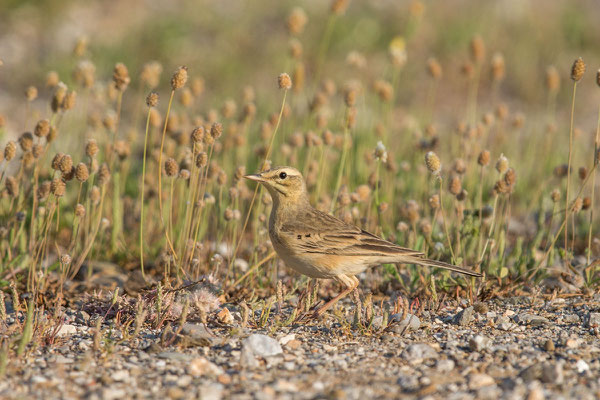 Brachpieper (Anthus campestris) - Tawny Pipit - 7