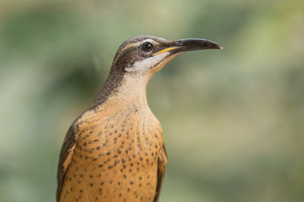 Männlicher Viktoria-Paradiesvogel (Ptiloris victoriae) - 2