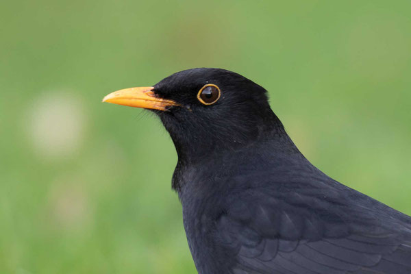 Amsel (Turdus merula) - 6