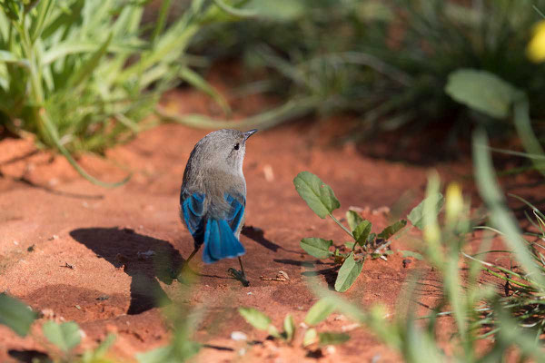 Türkisstaffelschwanz, Splendid Fairy-wren, Malurus splendens - 2