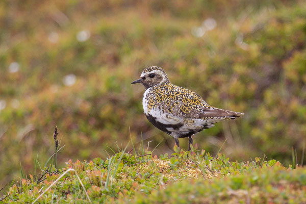 Goldregenpfeifer (Pluvialis apricaria) - 2