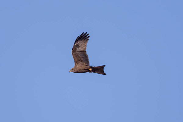 Schwarzmilan,  Black kite, Milvus migrans - 4