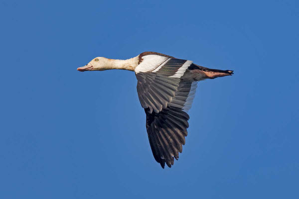 Radjahgans (Tadorna radjah) - Radjah shelduck - 4