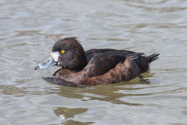 Reiherente,  Aythya fuligula, Tufted Duck - 4