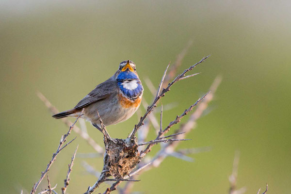 Weißsterniges Blaukehlchen (Luscinia svecica cyanecul) - 1