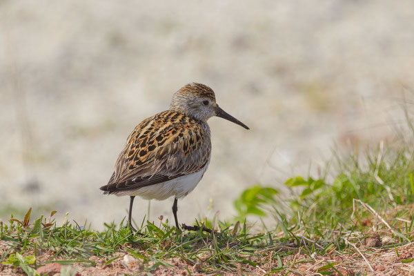 Alpenstrandläufer (Calidris alpina) - 5