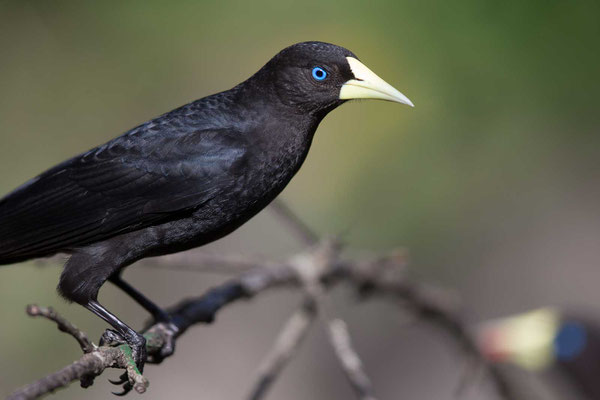 Rotbürzelkassike (Cacicus haemorrhous) - Red-rumped Cacique - 6