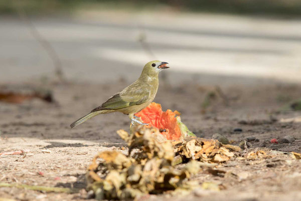 Palmtangare (Thraupis palmarum) - Palm tanager - 4