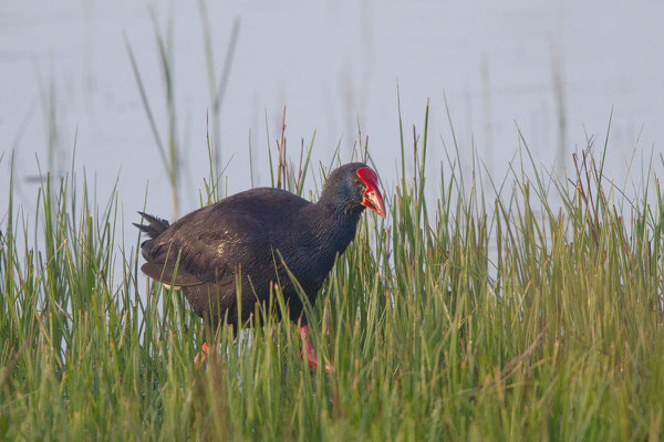 Purpurhuhn (Porphyrio porphyrio) - 1