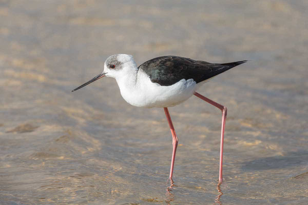 Weißgesicht-Stelzenläufer, white-headed stilt, Himantopus leucocephalus - 9