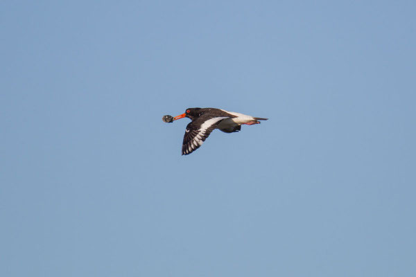 Austernfischer (Haematopus ostralegus) - 14