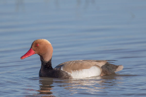 Kolbenente,  Netta rufina, Red-crested Pochard - 3