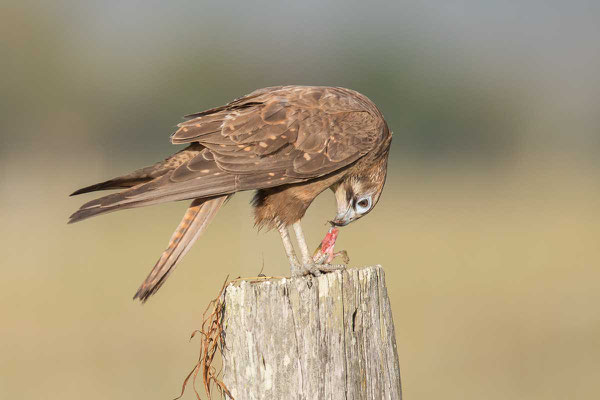 Habichtfalke, Brown falcon, Falco berigora - 3