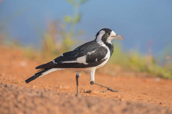 Stelzenmonarch (Grallina cyanoleuca) - 1