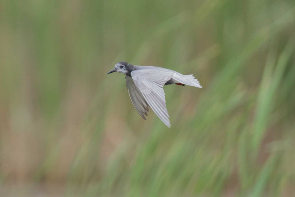 Trauerseeschwalbe (Chlidonias niger) -3