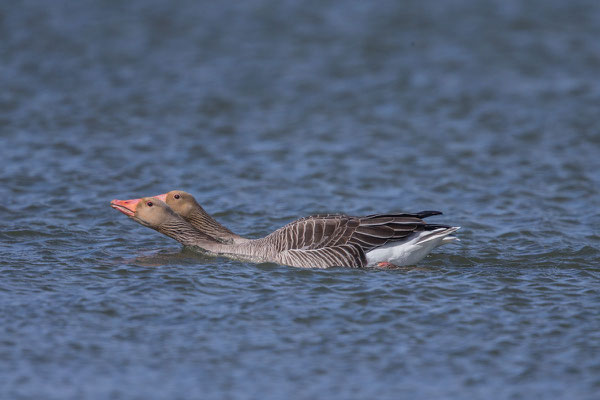 Graugans, Anser anser, Greylag goose - 2