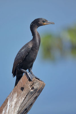 Olivenscharbe (Phalacrocorax brasilianus)  - 2