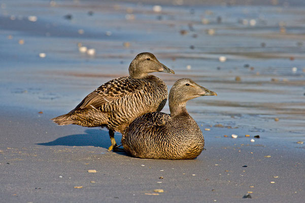 Eiderente, Somateria mollissima, Common Eider - 15