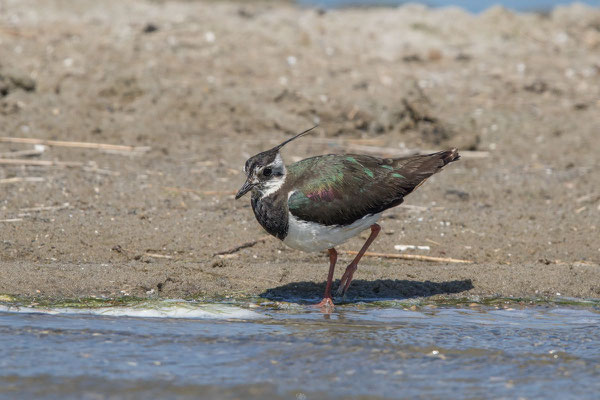 Kiebitz (Vanellus vanellus) - 10