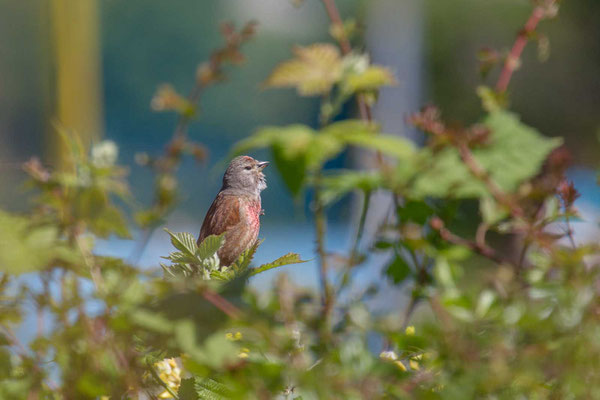 Bluthänfling (Carduelis cannabina) - Linnet - 3