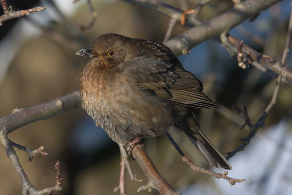 Amsel (Turdus merula) - 2