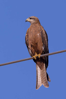 Schwarzmilan,  Black kite, Milvus migrans - 6