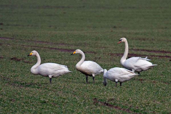 Singschwan , Cygnus cygnus, Whooper Swan - 12