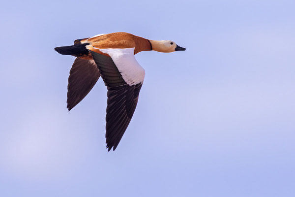 Rostgans (Tadorna ferruginea) auf der Insel Fuerteventura.