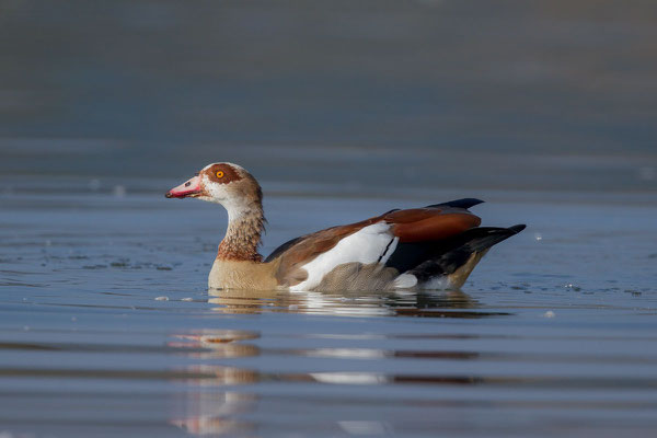 Nilgans - 2