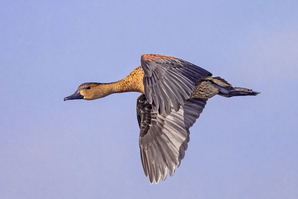 Flugbild einer Wanderpfeifgans in der Fogg Dam Conservation Area in Nordaustralien. 