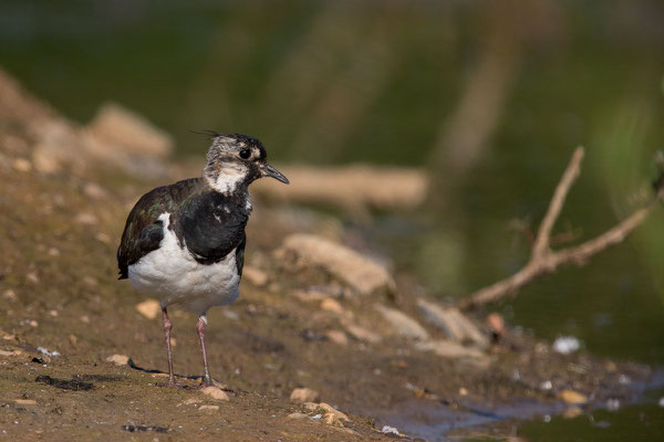 Kiebitz (Vanellus vanellus) - 7